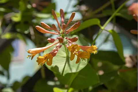 夏日盛开的贯月忍冬花