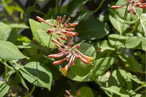 夏日盛开的贯月忍冬花