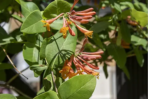 夏日盛开的贯月忍冬花