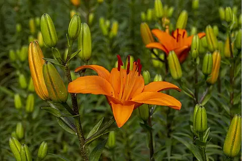 观赏花卉盛开的橘色百合花