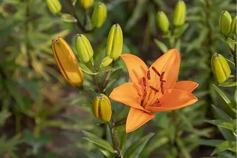 观赏花卉盛开的橘色百合花