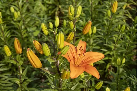 观赏花卉盛开的橘色百合花