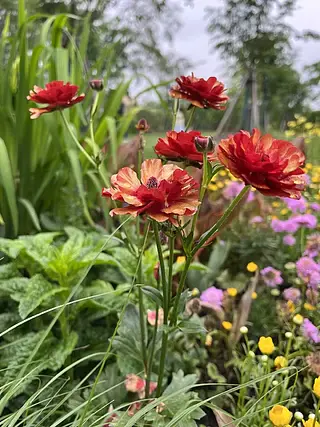 花花卉橘色多瓣美丽