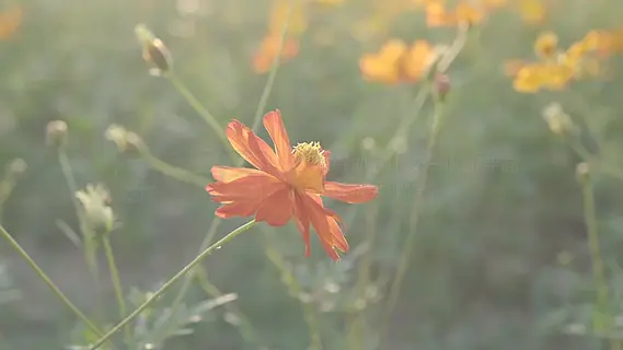 夏日里浪漫的花海硫磺菊