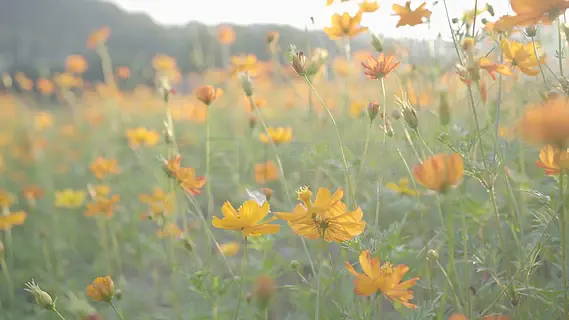 夏日里浪漫花海黄秋英