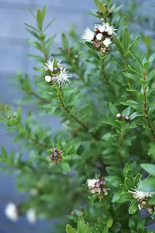 小叶赤楠的可爱小白花