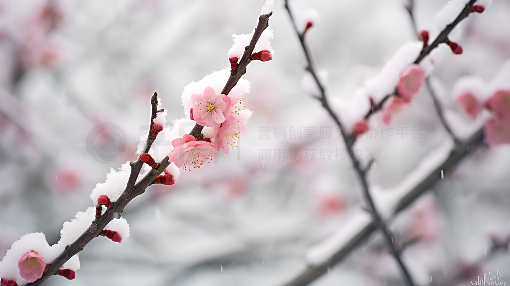 冬季风雪中盛开的梅花摄影