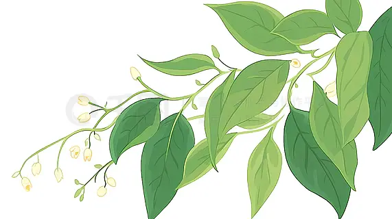 手绘卡通植物Bean Leaves的图片树叶元素插画