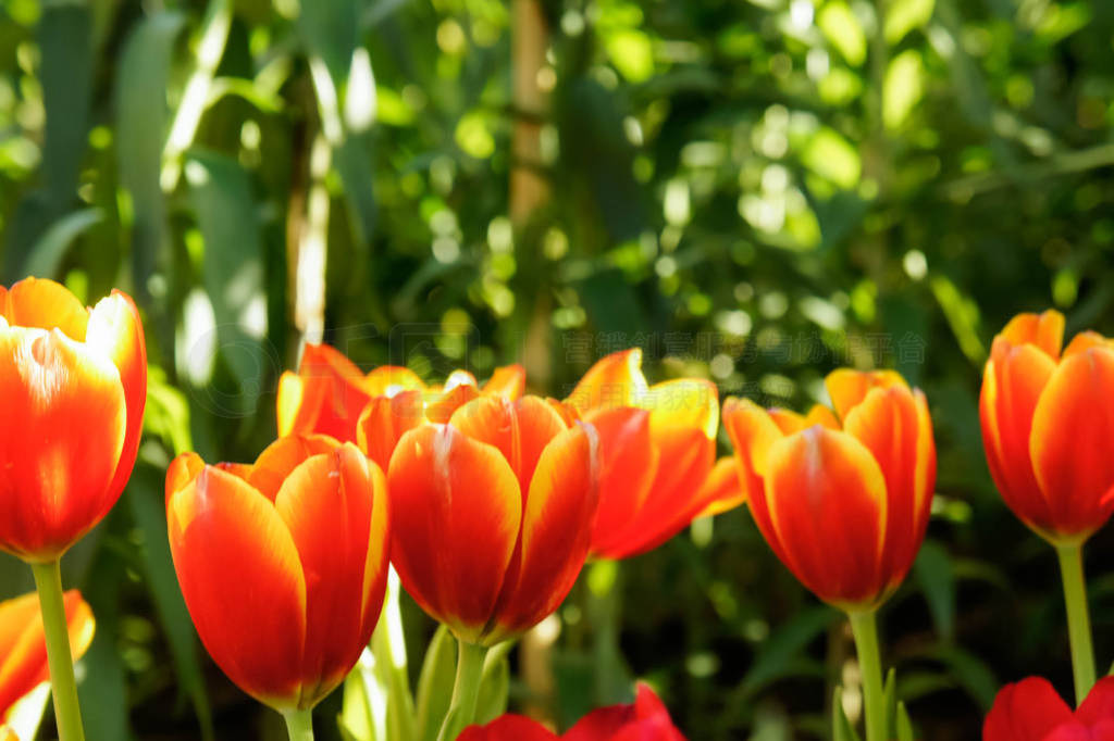 colorful tulip flowers in the garden , have a nice day on tulip