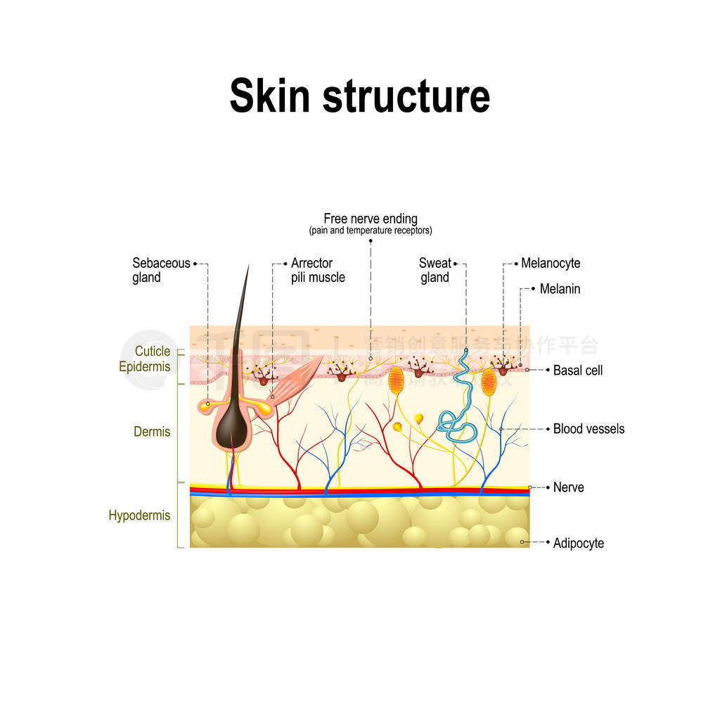人类的皮肤和头发结构