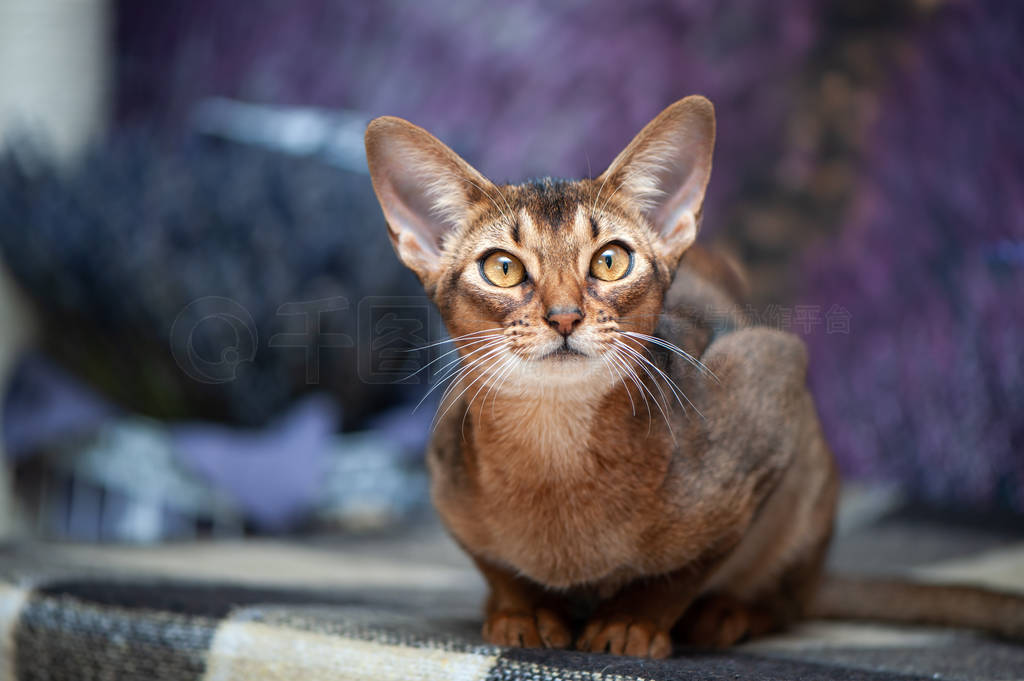 Very beautiful Abyssinian cat, kitten on the background