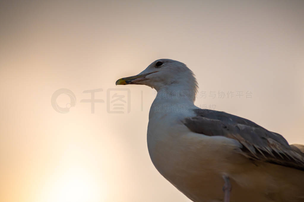 Nice big seagull on sea coast nature birds fauna