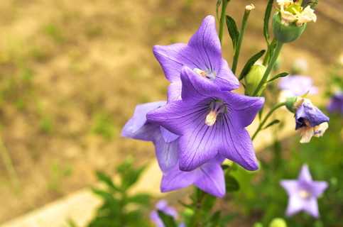 生动紫色气球花