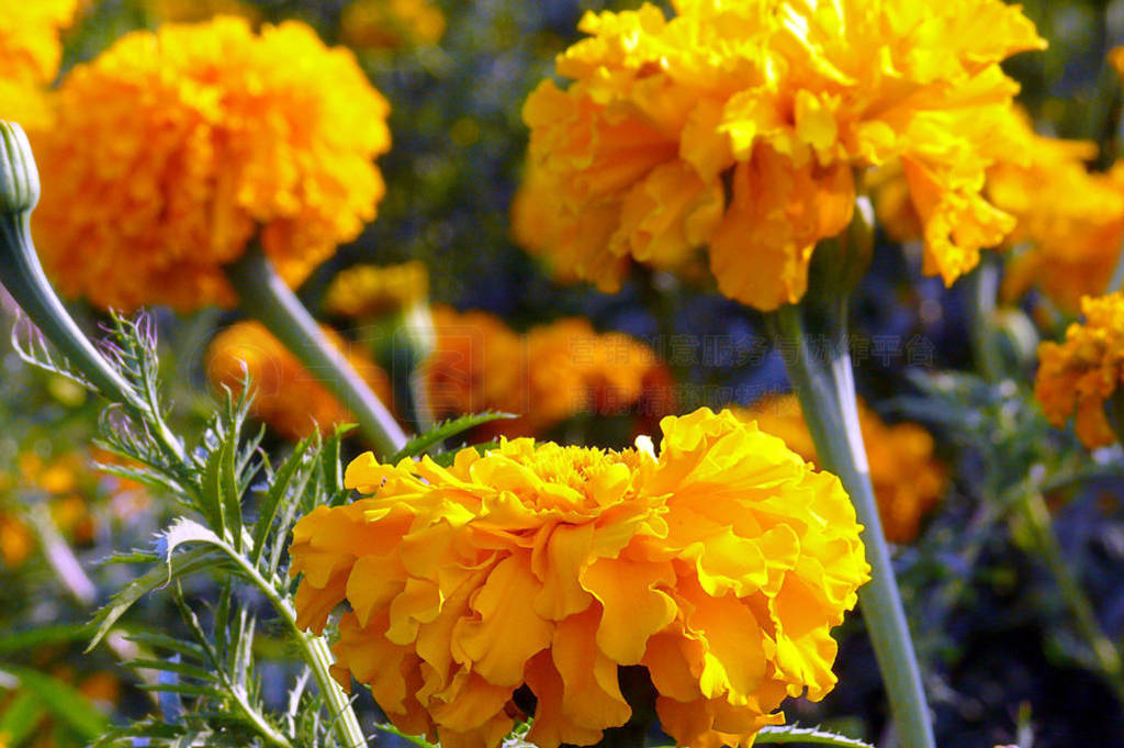 Three yellow marigolds with green leaves illuminated by the sun