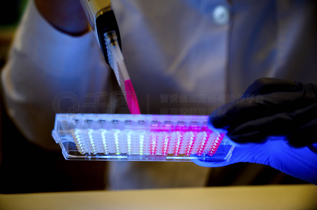 Researcher holding Multi channel pipette withdrawing pink color