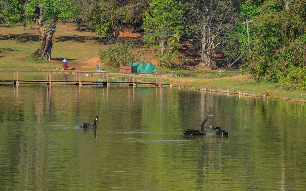 Black swans swimming on the lake