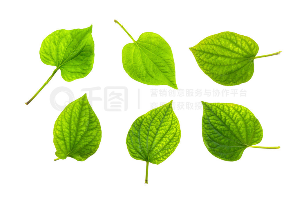 wildbetal leafbush ҩҽѧ (ֳƴݺ͡)