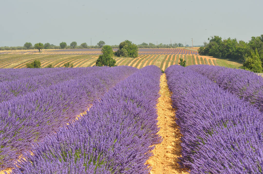 travel to Provence in the south of France. lavender culture and