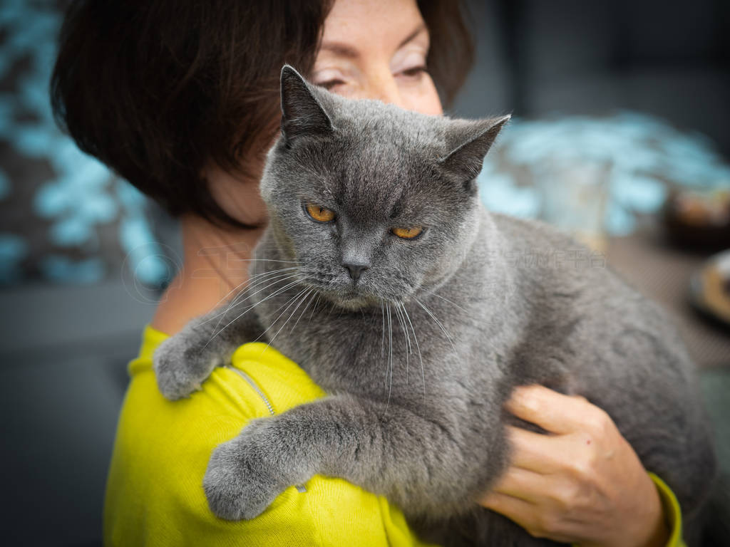 Close up Senior British Shorthair cat blue. Woman holding and h