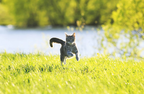 【跑步猫】图片免费下载_跑步猫素材_跑步猫模板-千图网