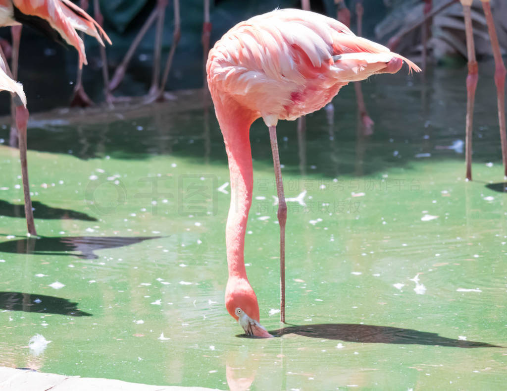 The pink Caribbean flamingo ( Phoenicopterus ruber ruber ) goes