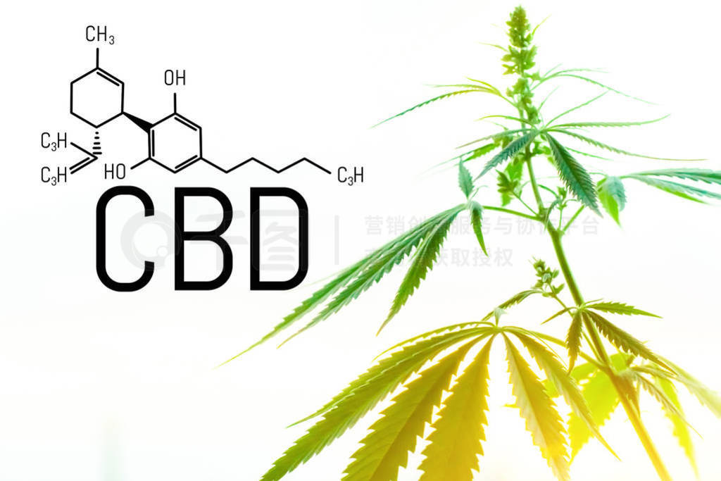 Cannabis concept as a universal remedy, pharmaceutical CBD oil.