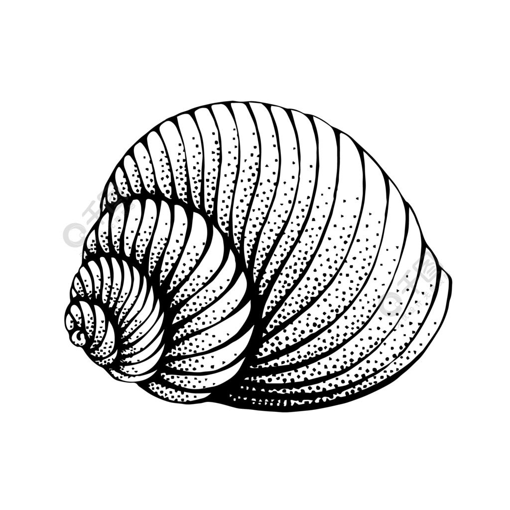 手绘写实黑白装饰画海螺贝壳矢量半年前发布