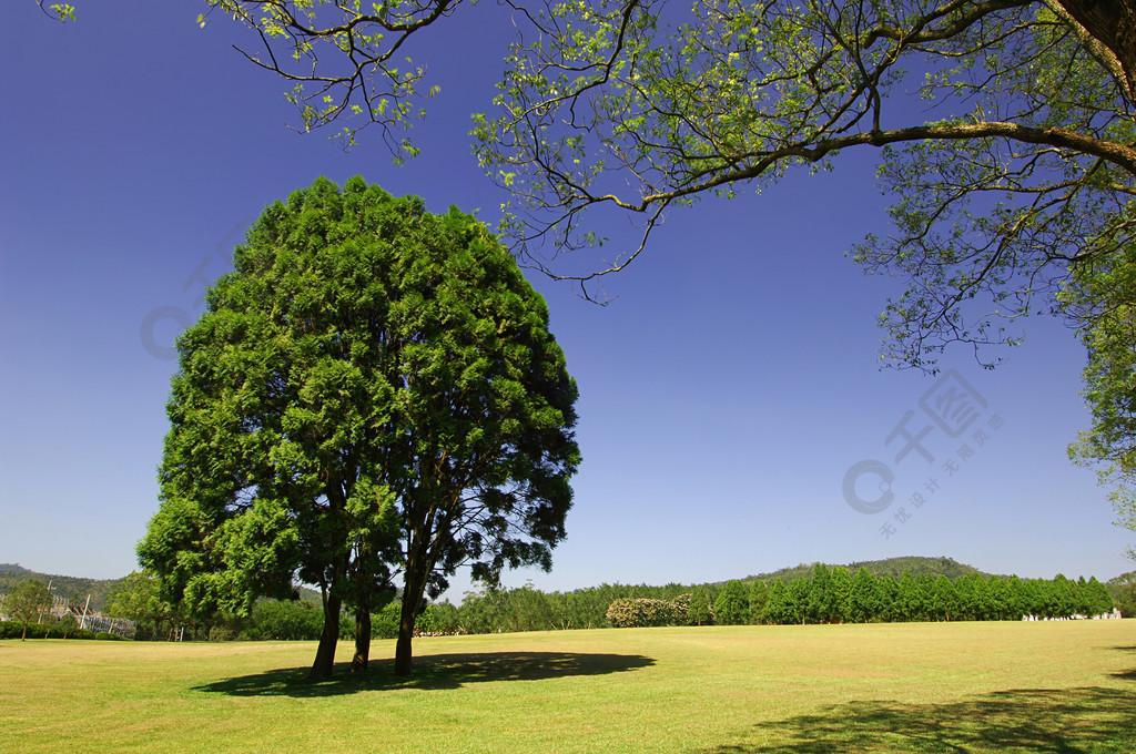 树自然夏天户外绿色草地草地森林蓝色风景植物田园风光