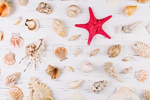 seashells-around-starfish_23-2147801096.jpg!qt_h320