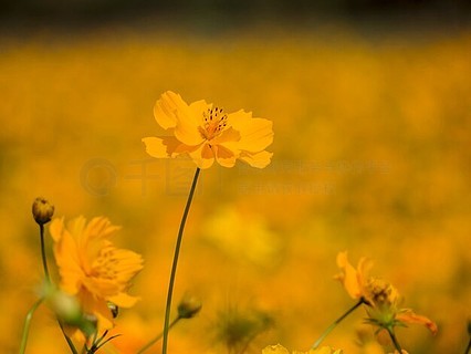 橙花概念自然美花多彩