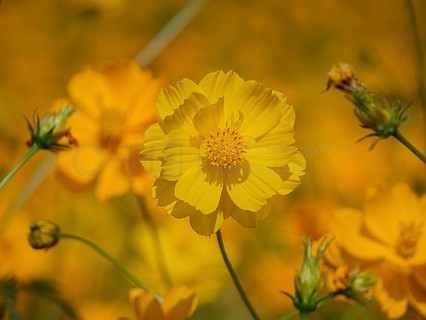 橙花概念自然美花多彩