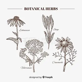 逼真的手绘植物香料和香草手势手掌