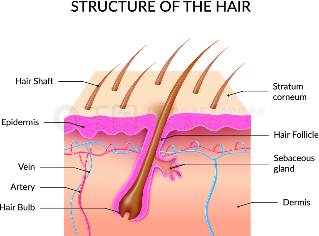 Ƥĺ˵ͷѧinfographicsֲѻëҵݺƤ֬ʵȾý֤ʵͷͼ