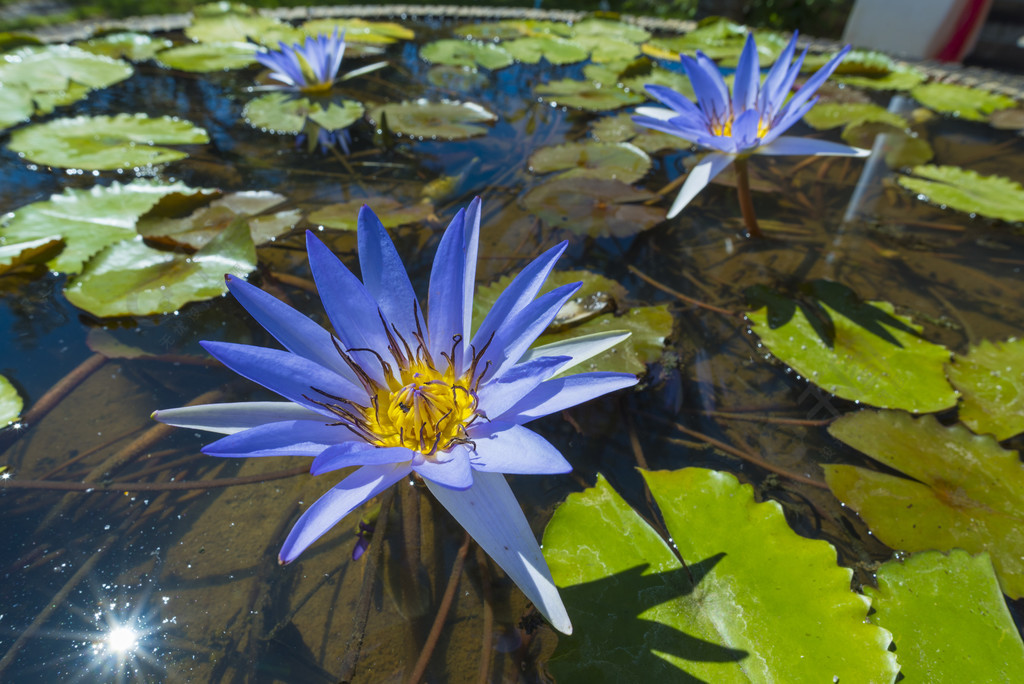 蓝莲花在水面上