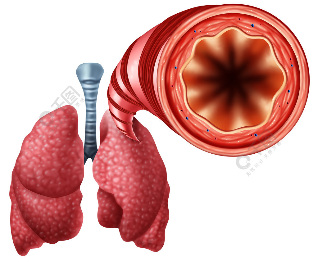 支气管管关闭解剖学作为露天呼吸的段落的一个医疗标志与3d例证元素