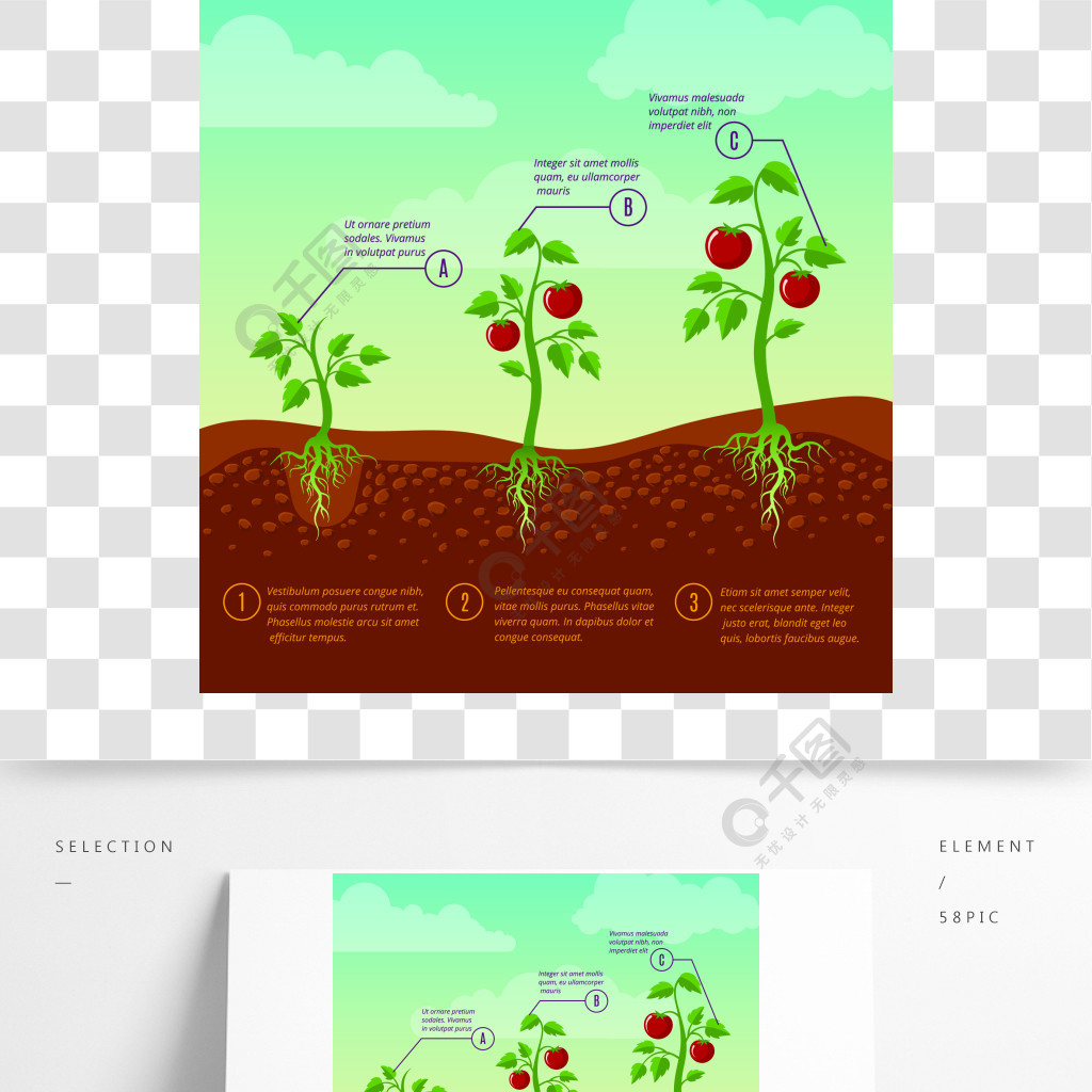 西红柿生长和种植阶段平面矢量图菜园例证农业耕种菜西红柿生长和种植
