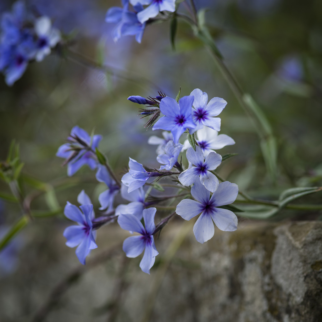 狂放的蓝色福禄考花的美好的图象在春天溢出的从老式的花箱中溢出的