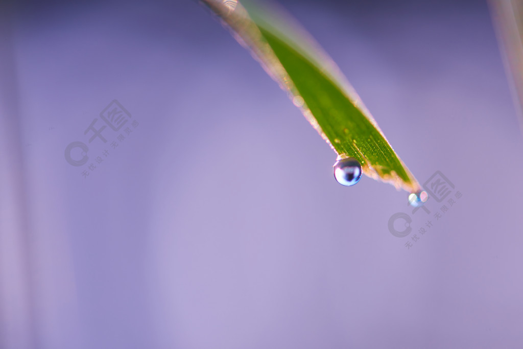 草与露滴特写镜头的新鲜的绿草太阳软焦点抽象的自然背景