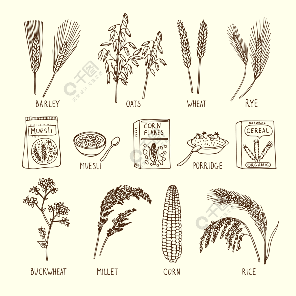 向量集的不同谷物牛奶什锦早餐,小麦,大米等手工绘制的插图天然农业