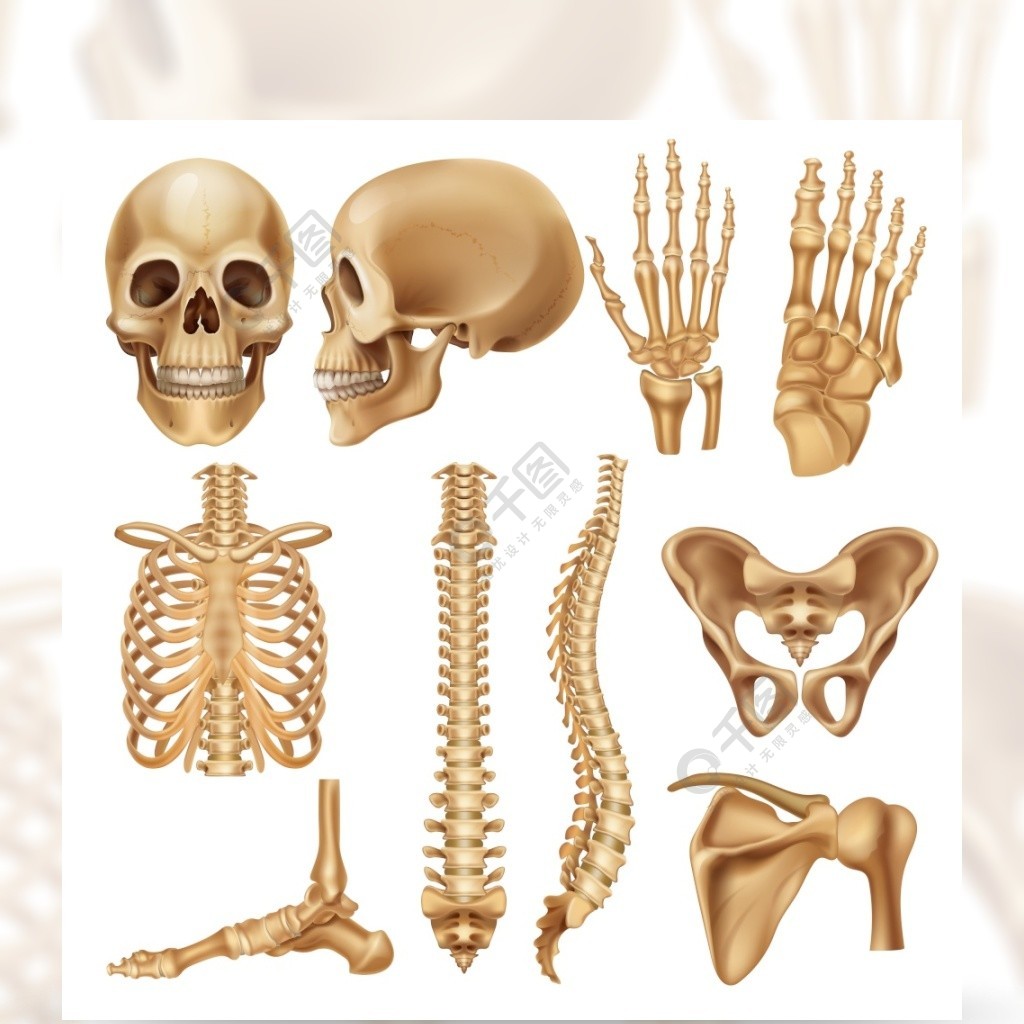 肋骨骨盆和关节的现实骨架元素传染媒介集合例证3d模型骨骼零件人的