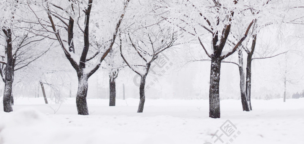 有雪和树上的灰白的冬天森林冬季森林与雪