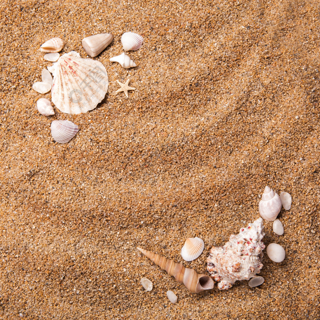 各种各样的壳背景在沙子的顶视图各种贝壳在沙滩上的