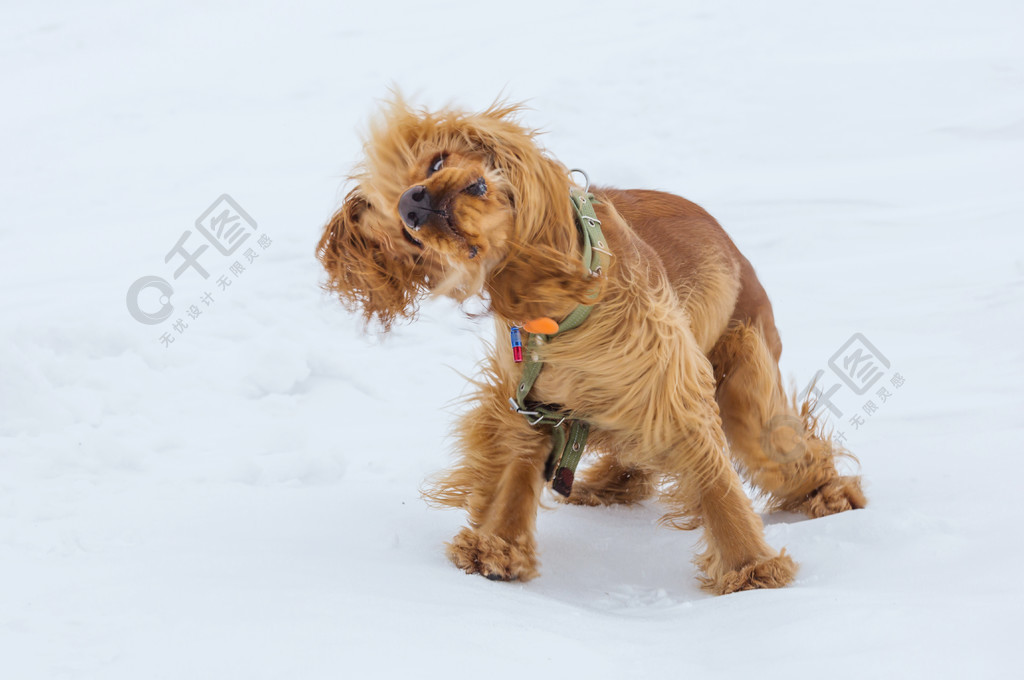 站在雪中的金色英国可卡犬狗