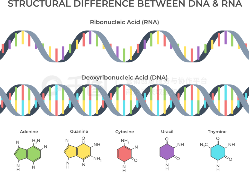 ͼDnaRNAǺǺĽṹŴṹͿѧȾɫӣऻdnarnaṹʸͼͼDnaRNAǺǺĽṹŴṹͿѧʸͼ