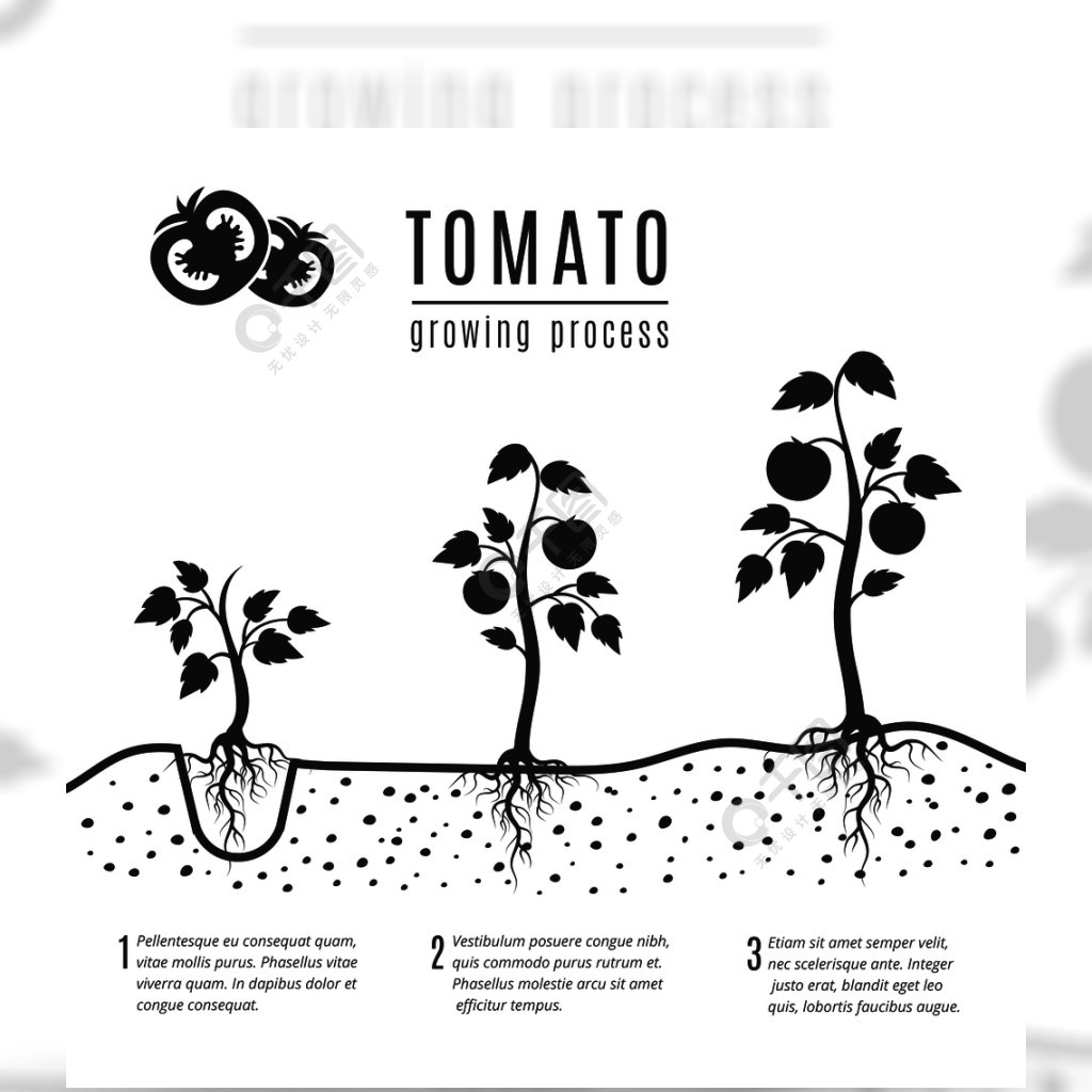 番茄植物与根矢量生长期蕃茄生长,单色横幅生长过程的例证番茄植物与