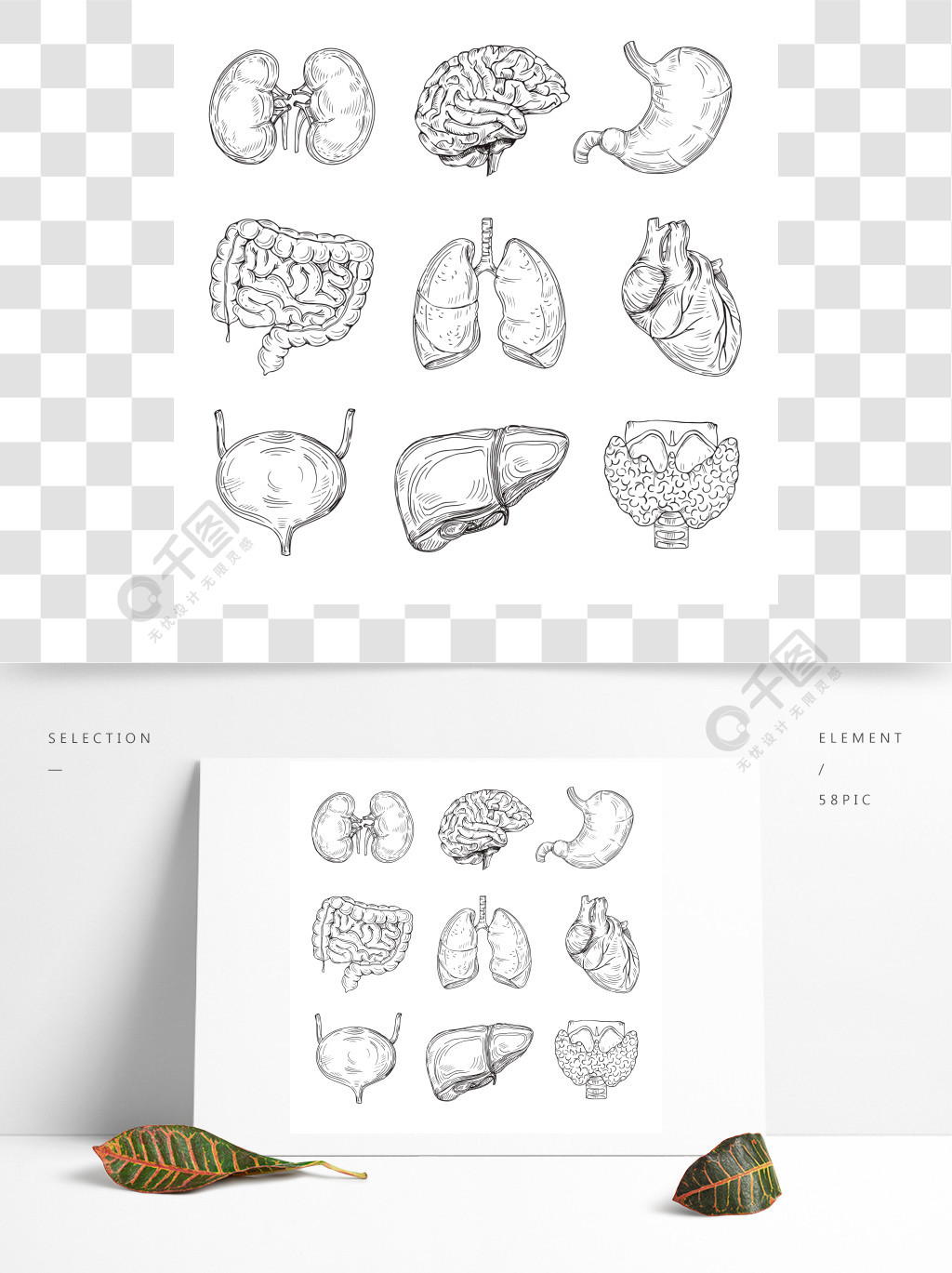 人体内部器官手绘大脑,心脏和肾脏,胃和膀胱素描医疗孤立的矢量图收集