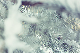 圣誕節主題冷凍的松樹圣誕節和新年假期背景，冬季圣誕賀卡