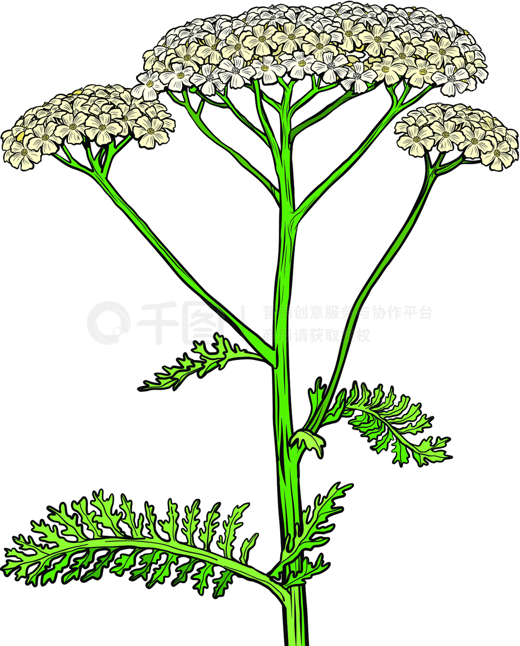 arrowݻҩֲAchillea millefoliumʸƱ廭ͼarrowݻҩֲǧ