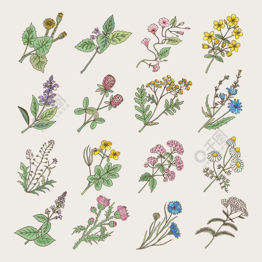 植物药草和鲜花手图画在白色背景的图片孤立植物的图画草本的花开花