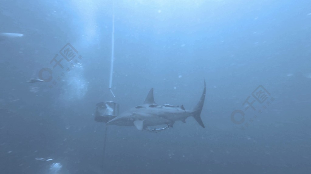 黑鳍鲨在诱饵附近游泳